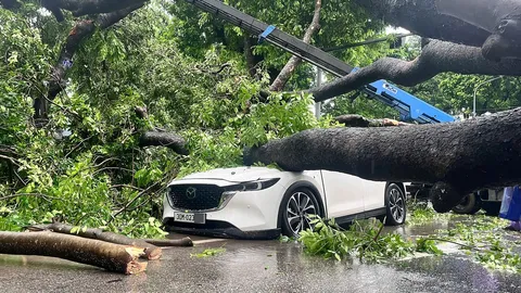 Hãi hùng khoảnh khắc chỉ vài giây cây cổ thụ bật gốc đè trúng 2 ô tô đang lưu thông