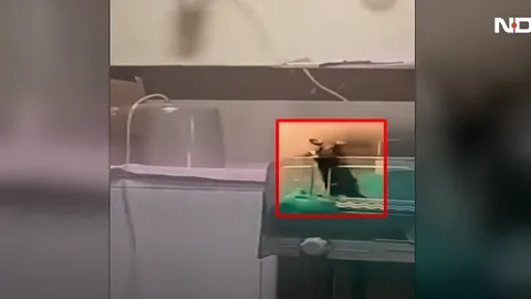 Đau nhói lòng: 2 bé sơ sinh tử vong tại bệnh viện vì bị chuột cắn, camera ghi lại giây phút con chuột thản nhiên làm điều tồi tệ gây phẫn nộ
