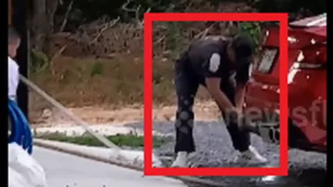 Khiếp vía rắn hổ mang chúa khổng lồ, dài tới 3,6 mét ẩn mình dưới gầm chiếc xe sedan