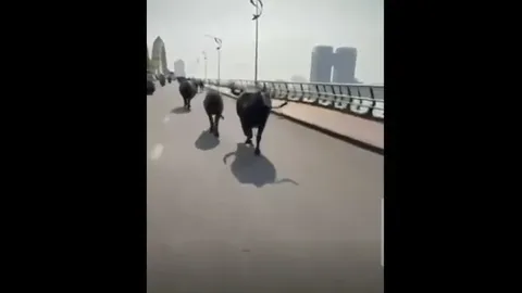 Clip: Đàn trâu chạy rông vượt qua cầu Rồng ở Đà Nẵng khiến người dân hoảng hốt