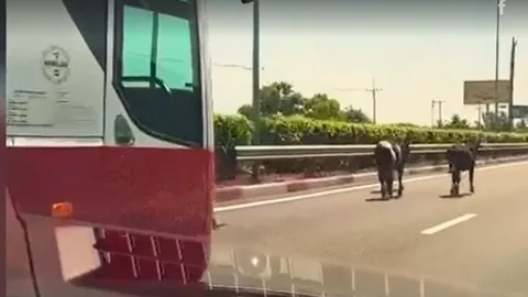 Hốt hoảng thấy 4 con bò trên cao tốc TP HCM - Long Thành - Dầu Giây