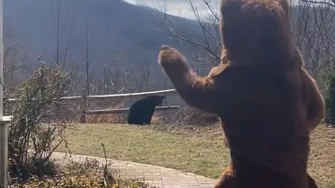 Clip: Gấu giả "đại chiến" gấu thật, ai ngờ gấu thật lại chạy "mất dép"