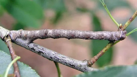 Clip: Cận cảnh "bậc thầy ngụy trang" sâu que, đánh lừa mọi ánh nhìn của kẻ thù