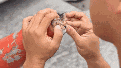 Clip: Mèo con nghịch ngợm mắc kẹt trong cọc tiêu giao thông, thái độ "bất mãn" khiến ai cũng bật cười