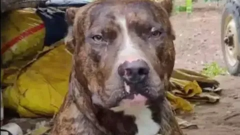 Clip: Chú chó Pitbull "tử chiến" với rắn hổ mang, hy sinh thân mình cứu chủ