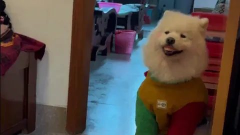 Clip: Cụ bà tìm răng giả suốt nửa ngày, ai ngờ “thủ phạm” là chú chó cưng "báo thủ"