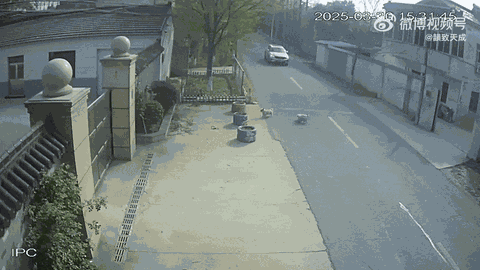 Clip: Cảm động hình ảnh 2 chú chó hoang dũng cảm cứu bạn bị ô tô tông, nằm bất động giữa đường