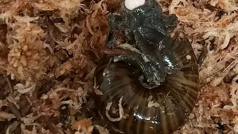 Clip: Ngỡ ngàng trước cảnh loài ốc sên quý hiếm đẻ trứng qua cổ