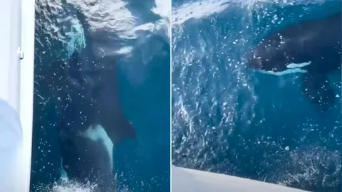 Clip: Khoảnh khắc cá voi sát thủ tấn công du thuyền gây rúng động vùng biển Tây Ban Nha