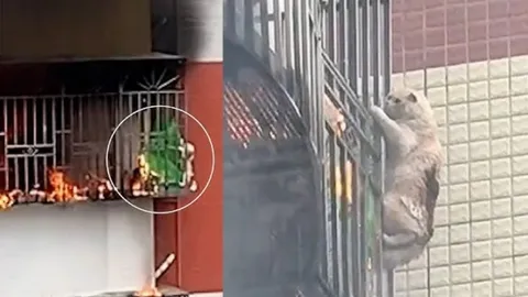Clip: Căn nhà cháy dữ dội, chú mèo “ninja” phải gắng sức bám víu vào lan can khiến dân mạng thán phục