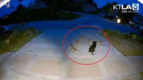 Clip: Chú chó hoang dũng cảm một mình "cân" 5 con linh cẩu khiến dân mạng ngả mũ thán phục