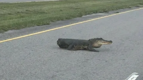 Clip: Cá sấu cụt đuôi bò giữa đường, dân mạng hết hồn vì tưởng là chó