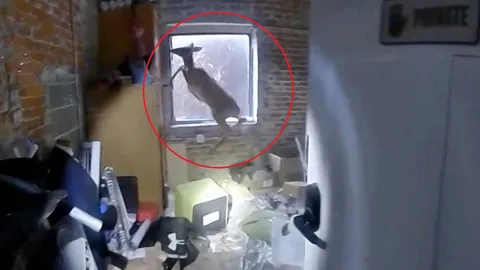 Clip: Nhận tin báo có trộm đột nhập, cảnh sát tức tốc đến nơi thì gặp... “Bambi” hoảng loạn