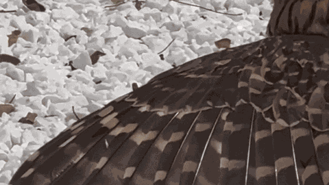 Clip: Bị "quay lén" khi tắm nắng, cú mèo quay đầu “lườm nguýt” khiến ai cũng bật cười