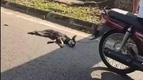 Clip: Phẫn nộ cảnh chó con bị kéo lê đến chảy máu, chủ nói “không muốn nuôi nữa”