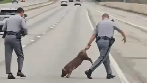 Clip: Heo rừng "đi lạc" lên cao tốc, cảnh sát phải chạy bộ đuổi bắt khiến dân mạng cười ra nước mắt