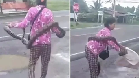Clip: Dân làng kinh ngạc khi thấy bà lão tay không bắt trăn dài 3m, bình tĩnh nhét vào bao tải
