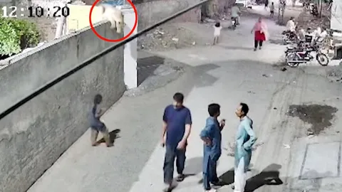 Clip: Kinh hoàng sư tử xổng chuồng lao vào ba mẹ con giữa phố, chủ nuôi thờ ơ chỉ biết đứng nhìn