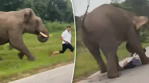 Clip: Bị voi rừng tấn công trong lúc mải chụp ảnh selfie, nam du khách bỏ chạy tụt cả quần, thoát chết trong gang tấc