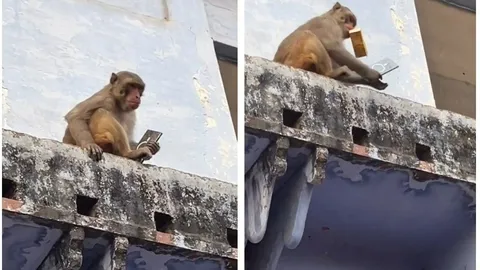 Clip: Tưởng mất toi chiếc Samsung S25 Ultra, chủ nhân ngỡ ngàng khi chú khỉ chỉ đòi một thứ này để “trả máy”