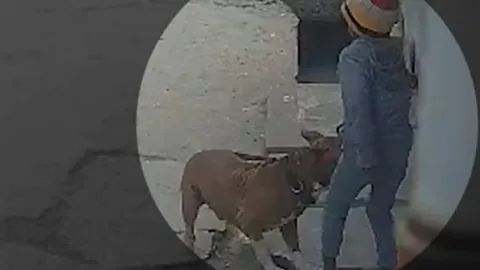 Bé trai mất tai vì bị chó Pitbull tấn công