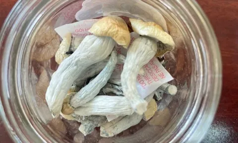 Thu giữ ma túy "nấm thần" tại nhà thanh niên 18 tuổi