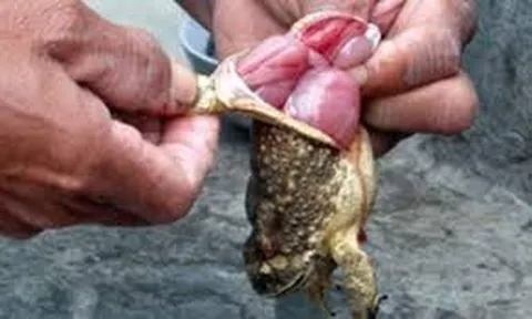 Ăn thịt cóc, hai anh em ruột ở Đắk Lắk bị ngộ độc