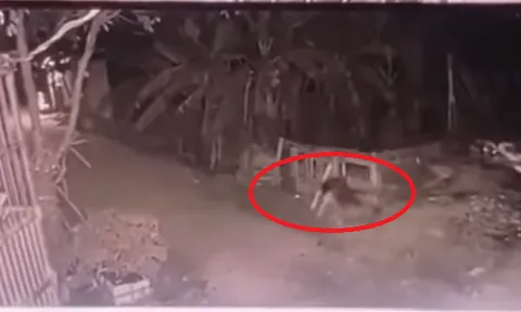 Clip: Khoảnh khắc đau lòng bé gái 5 tuổi ở Vĩnh Phúc bị chó cắn tử vong