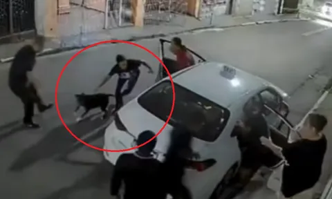 Clip: Chó Pitbull "phản công" kịp thời giúp gia chủ đuổi trộm thành công