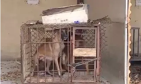 Vụ bé gái 5 tuổi bị chó cắn tử vong: Bắt tạm giam chủ nhân 2 con becgie