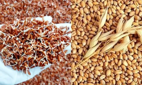 3 loại thực phẩm bổ ngang nhâm sâm tổ yến khi nảy mầm, đừng vứt đi phí hoài