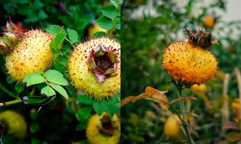 Loại quả được ví như 'thần dược', 'kẻ thù' của ung thư, lạ mà quen