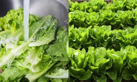 Rau mọc đầy vườn, chỉ vài nghìn nhưng có thể thay đổi sức khỏe của bạn