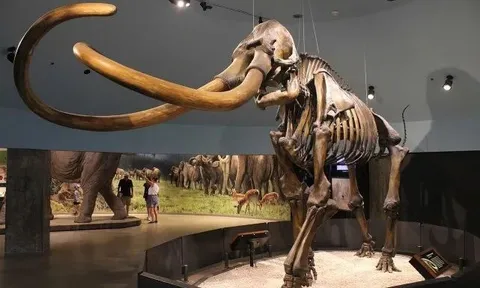 Câu chuyện bí hiểm về những thợ "đào xác động vật cổ đại": Khắc nghiệt từ băng giá