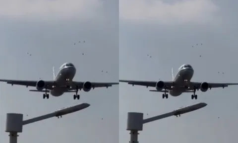 Clip: Máy bay hiệu Airbus A320 lao thẳng vào đàn chim khi chuẩn bị hạ cánh