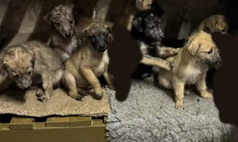 Bắt đôi nam nữ ăn trộm 7 chú chó con