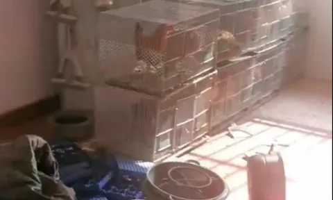 Chủ nhà sốc nặng khi căn hộ cho thuê bị biến thành trại nuôi gà