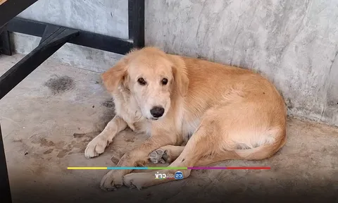 Chó cưng tha vật thể lạ về nhà, cả gia đình “khóc thét” khi nhận ra sự thật chết người