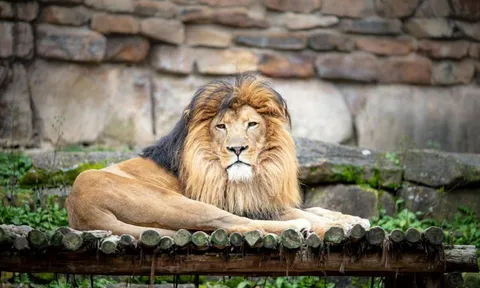 Quản thú bị sư tử tấn công tử vong vì một hành động quen thuộc mà người đàn ông nào cũng muốn làm với bạn gái của mình