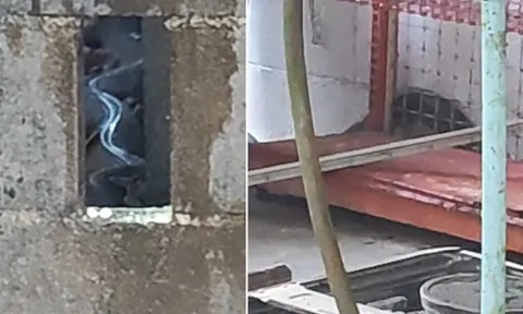 Thanh niên suýt ngất khi thấy “rắn hổ mang chúa” dài hơn 5m bò vào nhà