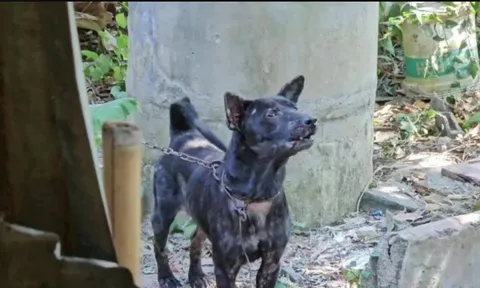 Ông lão chăm chú chó từ nhỏ, không ngờ bị chính thú cưng trả oán