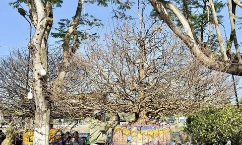 Cây mai vàng được rao bán với giá gần 6 tỷ đồng có gì đặc biệt?