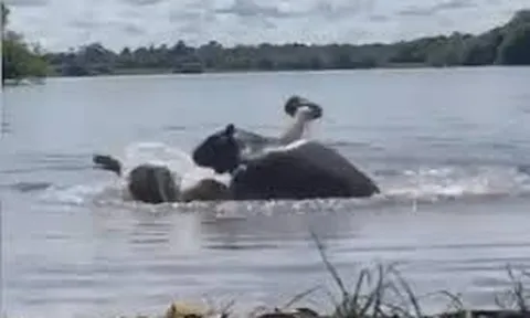 Clip: Người phụ nữ hoảng loạn khi bị Capybara tấn công