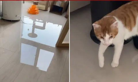 Clip: Mèo cưng hành động vô tình khiến chủ nhân chìm trong "thảm họa"