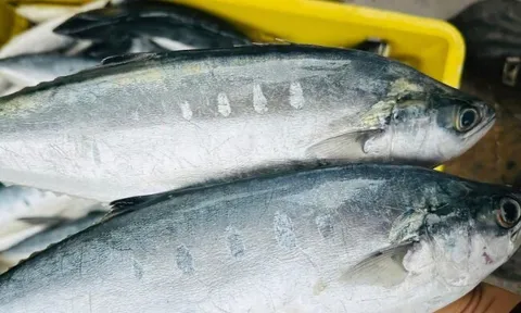 Cá từng cho không ai lấy, nay được săn lùng như đặc sản, giá 140.000 đồng/kg