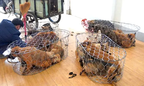 Nhóm trộm hơn 5.200 con chó ở Gia Lai: Liều lĩnh phá cổng, uy hiếp chủ nhà khi bị phát hiện