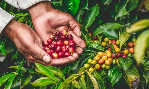 "Vàng nâu" Việt Nam mang về 1,08 tỷ USD chỉ sau 1 tháng, châu Âu "mê như điếu đổ"