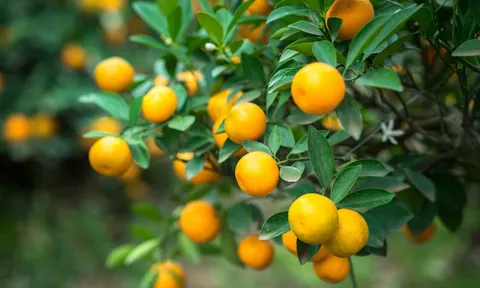 Sau Tết, 2 món tuyệt đối không nên tận dụng nếu không muốn rước họa