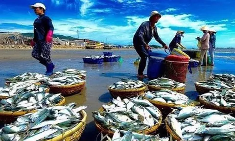 “Mỏ vàng đại dương” giúp Việt Nam thu tiền tỷ đầu năm, châu Á – Nam Mỹ liên tục đặt hàng