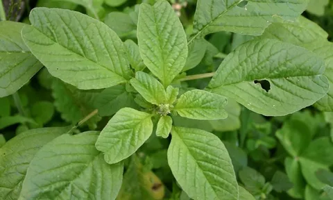 Từng mọc đầy bờ ruộng, ven vườn nay muốn ăn phải đi chợ từ tinh mơ, dân phố tranh nhau mua